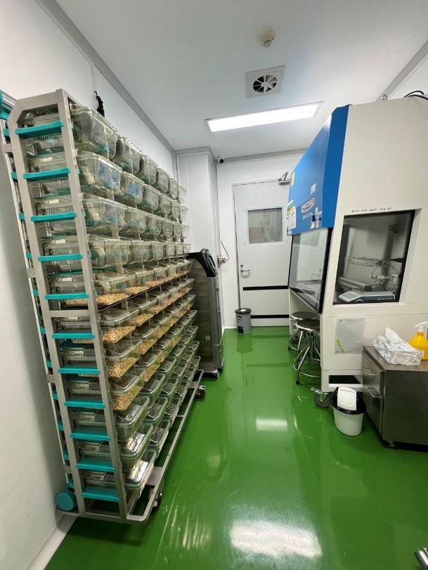 Individually ventilated cages and biological safety cabinet